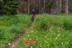 mountain biking in wildflowers